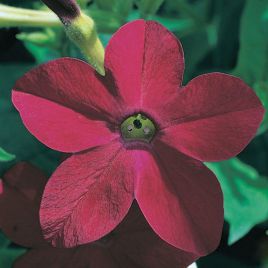 Капитал Red семена табака дражированные (Kitano Seeds)