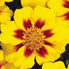 Карнавал Yellow Blotch семена бархатцев французских (Kitano Seeds)