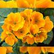 Примула Монако Golden Orange