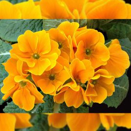 Примула Монако Golden Orange