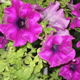 Петунія Танака Purple (пурпурна)