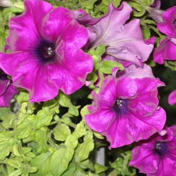 Петунія Танака Purple (пурпурна)