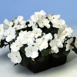 Бальзамин Баланс F1 белый (white)