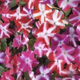 Бальзамін Баланс F1 зоряна суміш