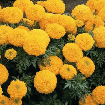Чорнобривці прямостоячі помаранчеві (Orange)