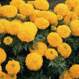 Бархатцы прямостоячие оранжевые (Orange)