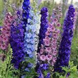 Дельфиниум многолетний смесь (Mix)