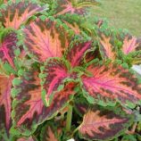 Колеус Визард корал санрайз