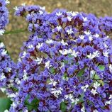 Лимониум синий