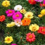 Портулак Хеппі Ауер суміш