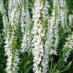 Мерло белая семена сальвии (Syngenta)