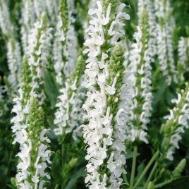 Мерло белая семена сальвии (Syngenta)