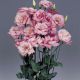 Эустома АВС 1 F1 (Lisianthus russeliana F1 ABC Deep Rose)
