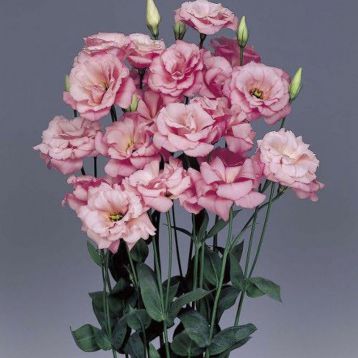 Эустома АВС 1 F1 (Lisianthus russeliana F1 ABC Deep Rose)