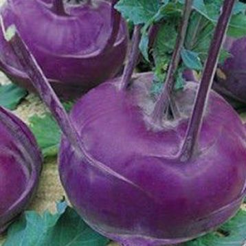 Венская синяя семена капусты кольраби (Hortus)