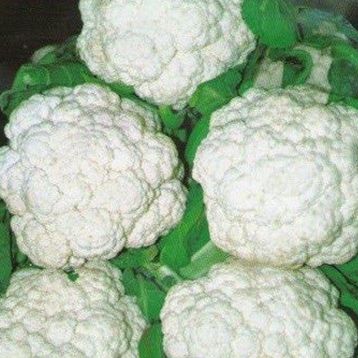 Капуста цветная Палла ди Неве