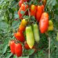 Сан Марцано семена томата индет. (Hortus)