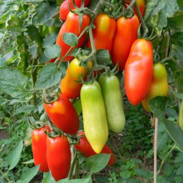 Сан Марцано семена томата индет. (Euroseed)