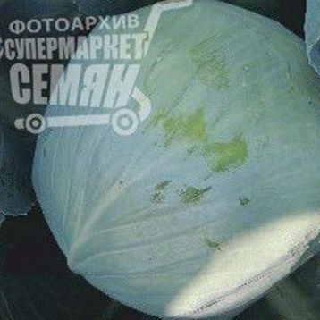 Грин Кроун F1 семена капусты б/к ранней (Erste Zaden)