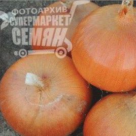 лук репчатый мурена f1