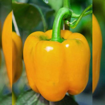Шорок-шари семена перца сладкого раннего (Hortus)