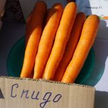 Спидо F1 семена моркови Нантес ранней 80-90 дн. (Vilmorin)