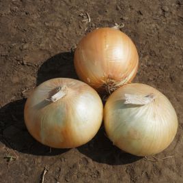 Рефлекс F1 насіння цибулі ріпчастої озимої (Cora Seeds)