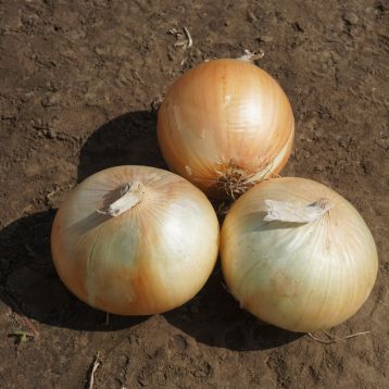Рефлекс F1 насіння цибулі ріпчастої озимої (Cora Seeds)