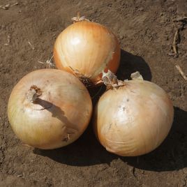 Фоккер F1 насіння цибулі ріпчастої озимої (Cora Seeds)