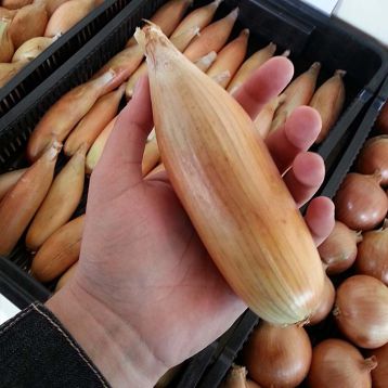 Тоска семена лука репчатого длинного дня (Moravoseed)