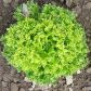 Рекорд семена салата тип Лолло Бионда (Moravoseed)
