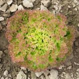 Мерлот семена салата тип Лолло Росса (Moravoseed)