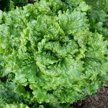 семена салата листового геркулес (кутз)