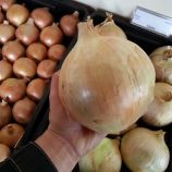 Глобо семена лука репчатого позднего 170-175 дн. 300-1000 гр. желтого (Moravoseed)