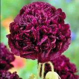 Мак Блек піоновидний