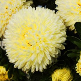 Астра Бьютифул Дэй желтая (Yellow)