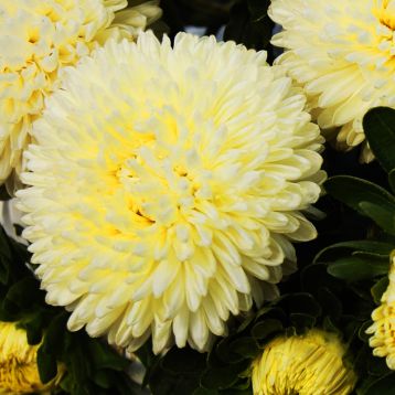 Айстра Бьютіфул Дей жовта (Yellow)