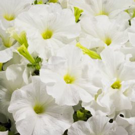 Петуния Аладдин белая (white)