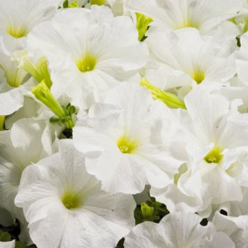 Петуния Аладдин белая (white)