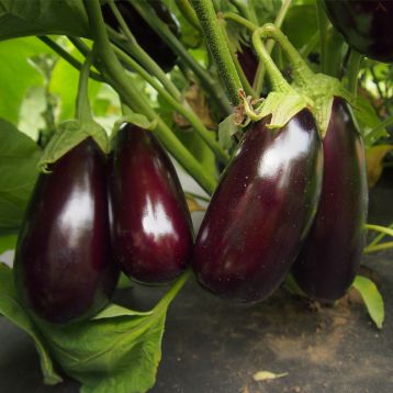 Неро семена баклажана (Moravoseed)