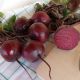 Моника семена свеклы столовой (Moravoseed)