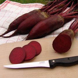 Монорубра семена свеклы столовой (Moravoseed)