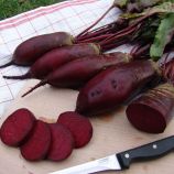 Ренова семена свеклы столовой (Moravoseed)