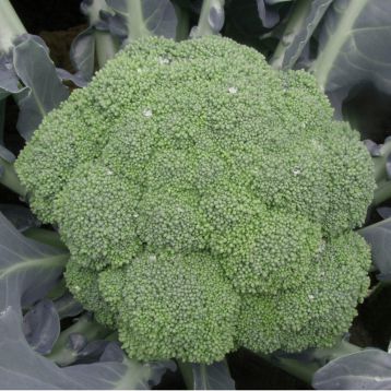 Самоа F1 (Samoa F1) насіння капусти брокколі ранньої 55-60 дн. 500-700 гр. (Cora Seeds)