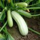 Квета семена кабачка (Moravoseed)