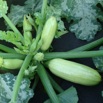 Ванда семена кабачка (Moravoseed)