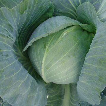 Киклоп F1 семена капусты б/к поздней (Moravoseed)