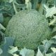 Ледницка семена капусты брокколи (Moravoseed)