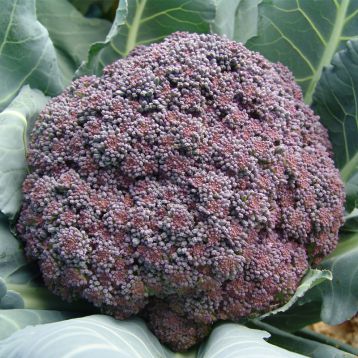 Миранда семена капусты брокколи полупоздней 95-105 дн. (Moravoseed)