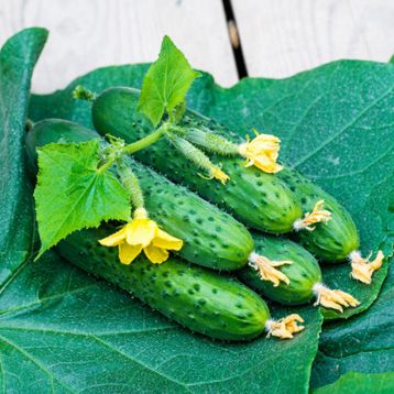 Огірок Спіно F1